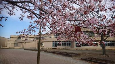 玄関前の桜