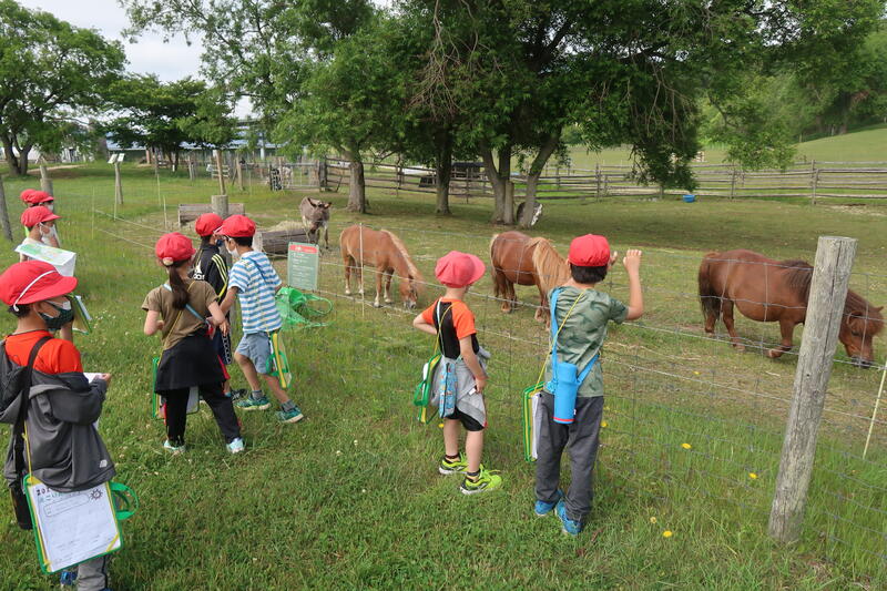みどりのまきばでミニチュアホースを見ました。