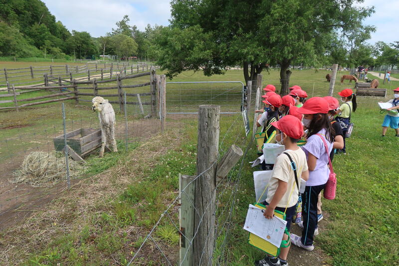 こっちはアルパカかな？