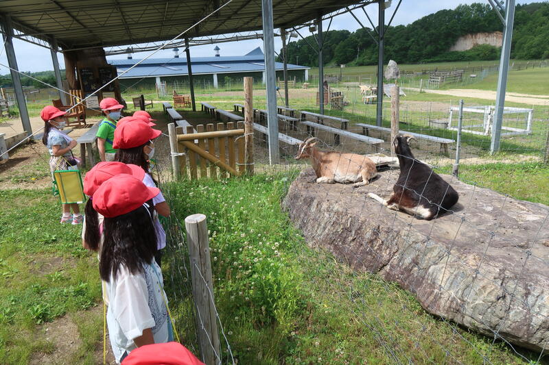 ヤギもいましたよ！