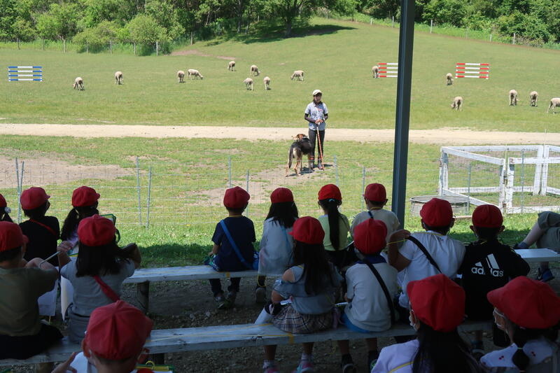 これから始まる牧羊犬のショー、楽しみ！