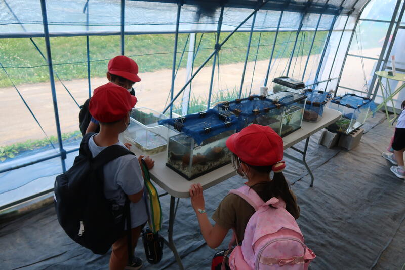 冬みず田んぼは生き物がいっぱい！