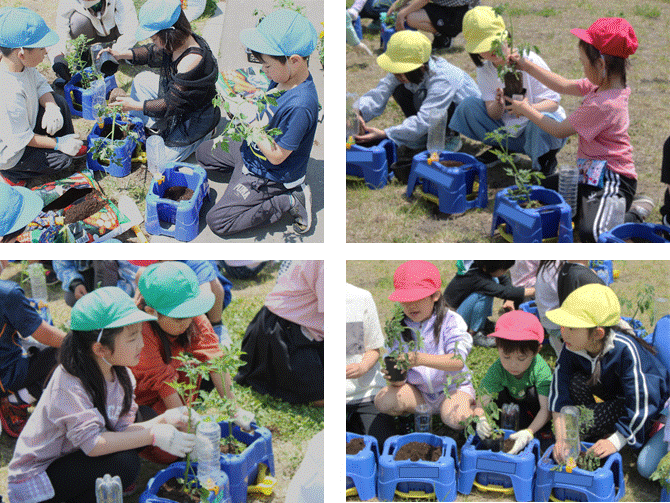 ミニトマトの苗植え